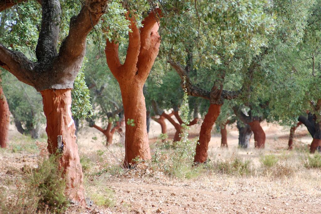 Bubulcus And Bolotas - Off Grid Nature Holiday Home Vimieiro  Bagian luar foto